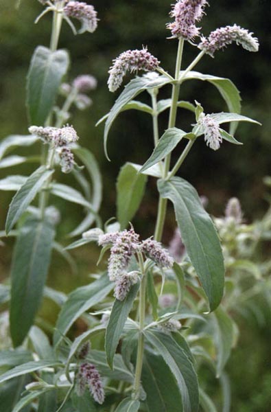 Mentha longifolia photo